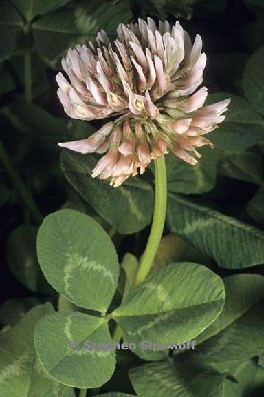 trifolium repens 1 graphic